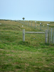 Mouettes &agrave; Tatihou