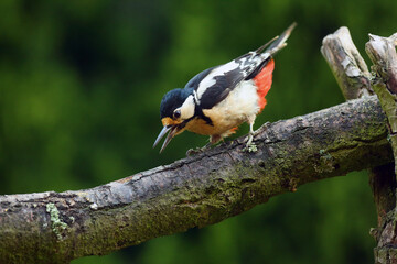 The great spotted woodpecker (Dendrocopos major) on the dry trunk. A large spotted woodpecker sitting on a dry trunk with a green background.