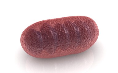 3D illustration of Mitochondria on white background