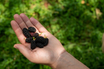 Mulberry in Hand