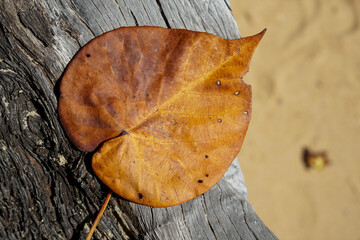 Closeup of a single heart shaped autumn leaf on wooden log, with beach sand in the background.