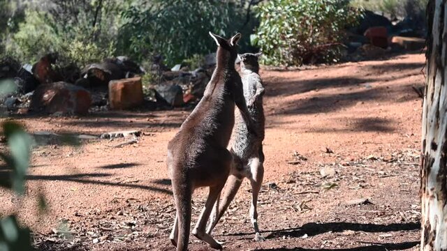 Male Kangaroos martial arts fight in Australia