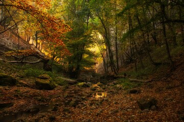 autumn in the woods