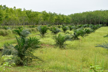 Fototapeta na wymiar rubber trees and oil palm plantation