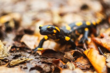 salamander on the ground