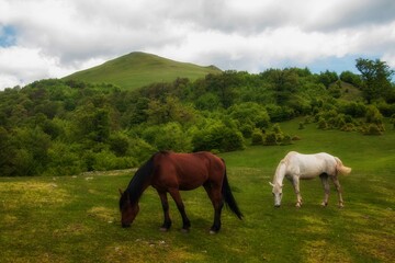 horses in the meadow