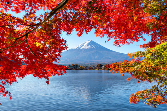 Fuji Mountain in Autumn Red Maple Leaves Frame at Kawaguchiko Lake, Japan