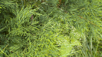 Green juniper branches close up