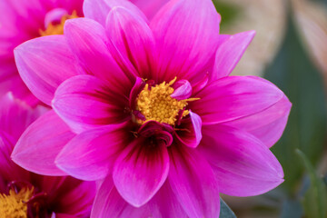 Close up of a beautiful flower in the garden at summer time