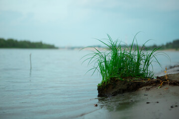 Grass Bush on the river Bank close-up. The grass near the reservoir is green.