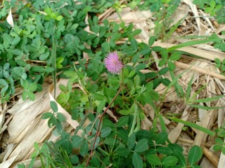 shame princess plants that are in the garden
