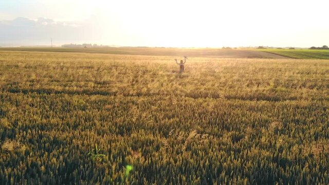 Woman painting a picture in a wheat field, acrylic paints wheat. Sunset. The sun shines into the camera. The backlight blinds the camera lens. A modern way to create a picture by painting with a