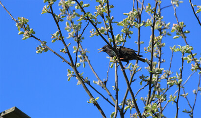 Obraz premium crow on a branch