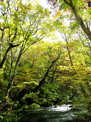 Naklejka premium Autumn in Oirase Stream trail (奥入瀬の秋) in Aomori, JAPAN