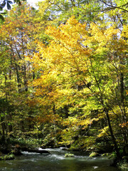 Autumn in Oirase Stream trail (奥入瀬の秋) in Aomori, JAPAN