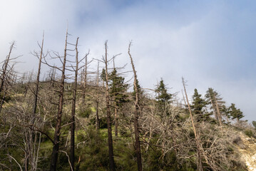 Burnt Los Angeles National Forest, CA on a Foggy Morning