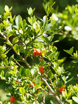 (Alyxia ruscifolia) Alyxie piquante ou fruits &agrave; chaine aux petites baies estivales rouge orange 