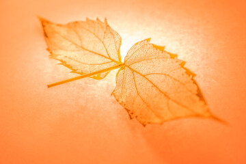 a leaf with skeleton 