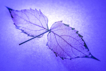 a leaf with skeleton 