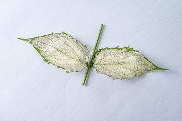 a leaf with skeleton 