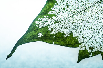 a leaf with skeleton 