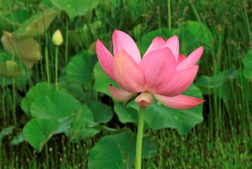 Obraz premium はすの花