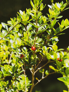 (Alyxia ruscifolia) Alyxie piquante ou fruits &agrave; chaine aux petites baies estivales rouge orange 
