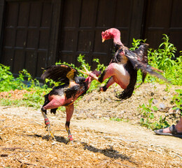 Chinese traditional cock fighting game.
