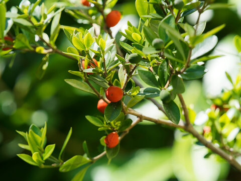 (Alyxia ruscifolia) Alyxie piquante aux cha&icirc;nes de fruits ronds rouge orange dans un feuillage vert fonc&eacute; aux feuilles &agrave; pointe &eacute;pineuse group&eacute; circulairement autour de rameaux