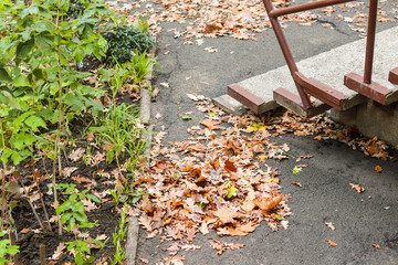 autumn landscape. the janitor removes fallen autumn leaves