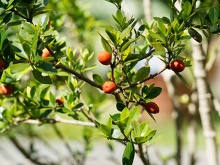 Alyxia ruscifolia | Alyxie épineuse ou chaîne fruit, arbuste à fruits décoratifs globuleux orange à rouge, tiges épineuses, feuilles ovales, légèrement recourbés, lisses, pointe acérée, vert brillant