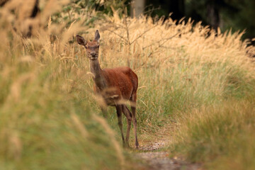 Deer on the road in the woods