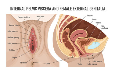Internal pelvic viscera and female external genitalia. Female urogenital system. Anatomy of the female reproductive system.