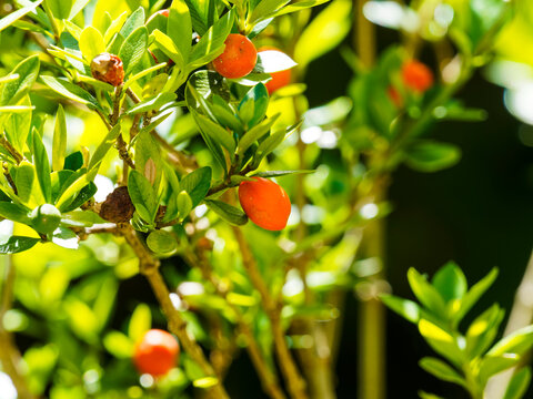 Alyxia ruscifolia | Alyxie &eacute;pineuse ou cha&icirc;ne fruit, arbuste &agrave; fruits d&eacute;coratifs globuleux orange &agrave; rouge, tiges &eacute;pineuses, feuilles ovales, l&eacute;g&egrave;rement recourb&eacute;s, lisses, pointe ac&eacute;r&eacute;e, vert brillant