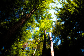 Obraz premium sun shining through redwood trees