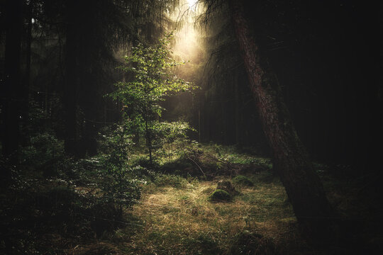 Ein kleines Bäumchen im dunklen Wald nach dem Regen. Märchenhafte Lichtstimmung