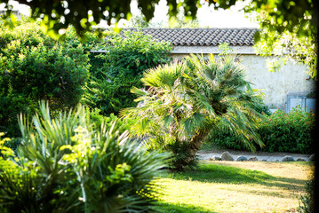 Garden with Tropical Palm Tree.