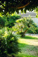 Garden with Tropical Palm Tree and Green Grass.