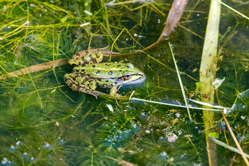 Teichfrosch