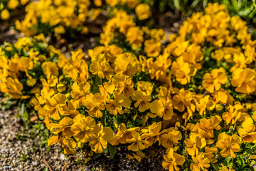 万博記念公園に咲く黄色いアリッサム