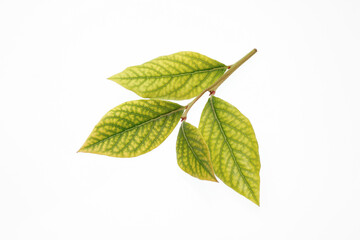 Obraz premium 白い背景にブルーベリーの葉