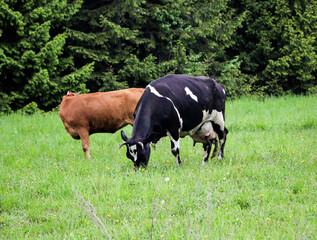 Fototapeta premium young dairy cows, go from pasture through green meadow along forest, with young gobies and heifers.