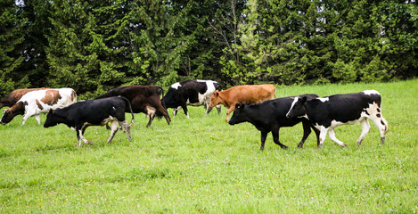 Obraz na płótnie Canvas young dairy cows, go from pasture through green meadow along forest, with young gobies and heifers.