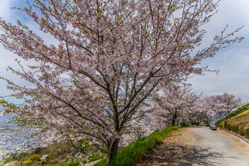 和歌山県紀の川市百合山の桜