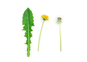 Dandelion flower, leaf and seeds isolated on white background.