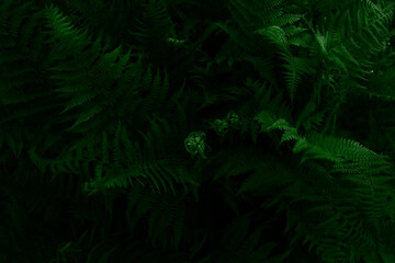 Gloomy dark green large fern leaves background. Top view. Close up. Natural background and eco concept. Moonlight falls on top of leaves.