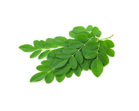 Moringa leaf isolated on white background