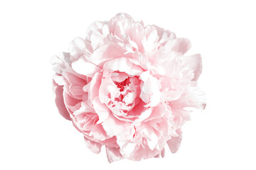 Amazing pink peony flower isolated on white background. Large petals on blooming peony. Delicate shades. Without stems. Close up.