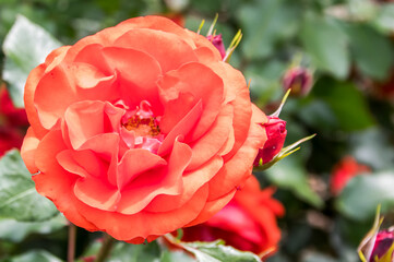 オレンジ色の薔薇