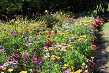 Colorful flowers blooming in mid summer garden
